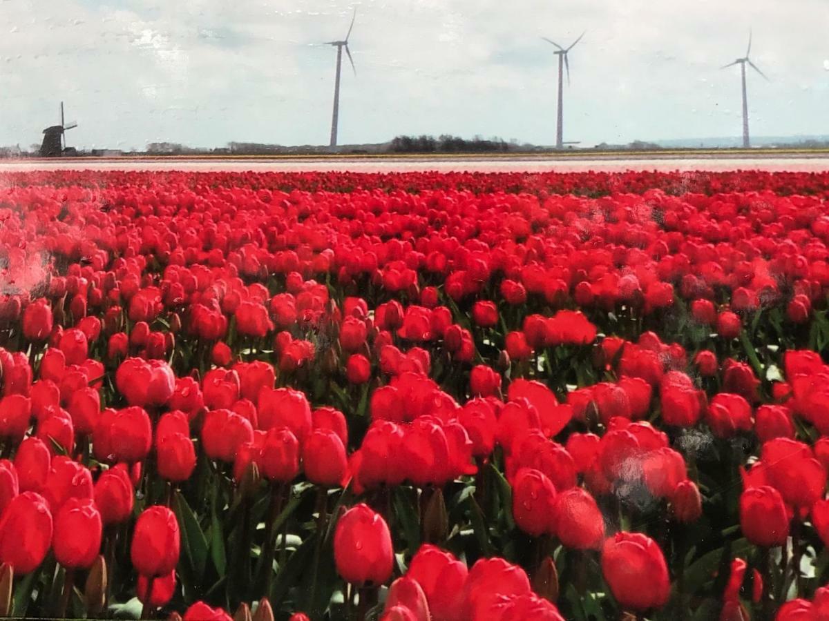 Vakantiehuis Aan Zee Sint Maartensvlotbrug Ngoại thất bức ảnh